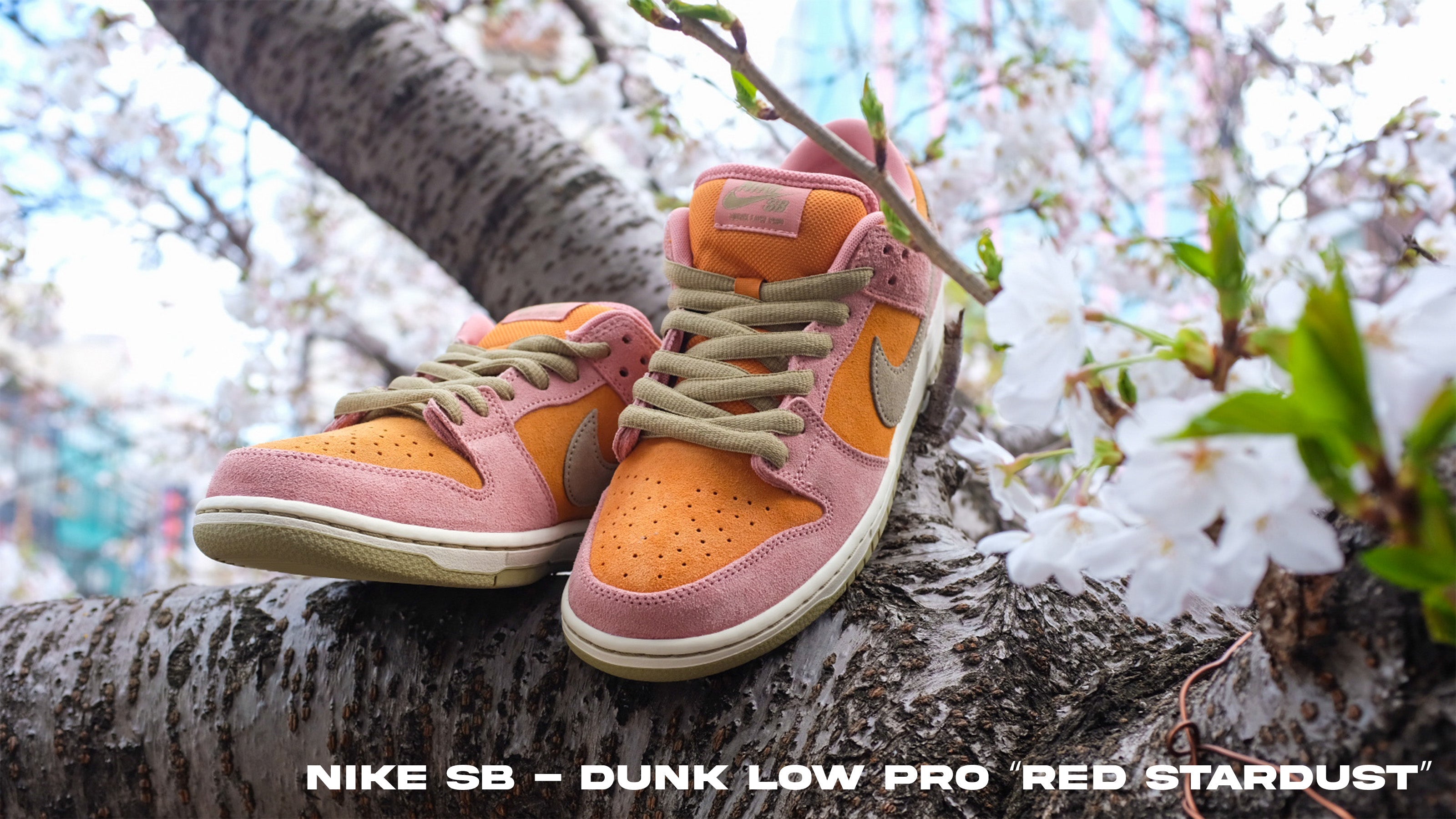 NIKE SB - Dunk Low Pro “Red Stardust”