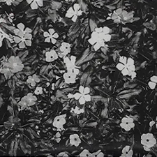 LACQUER<br>x<br>PINES