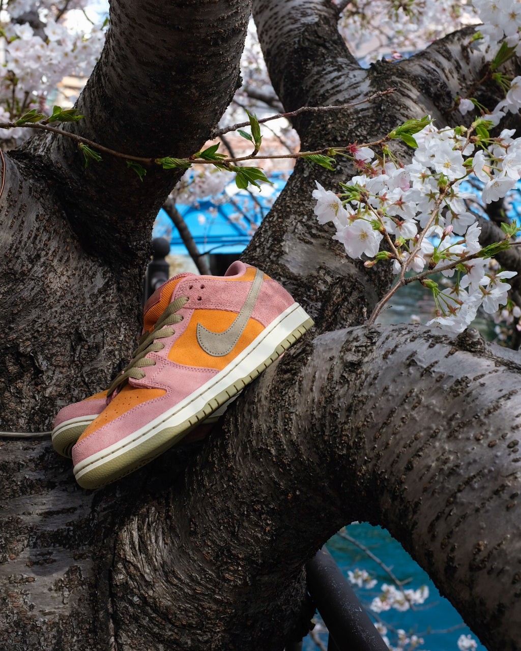 NIKE SB - Dunk Low Pro “Red Stardust”